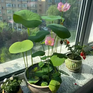 葱盆栽水培 新人首单立减十元 22年5月 淘宝海外 葱盆栽水培 新人首单立减十元 22年5月 淘宝海外