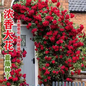 新販売 R4.10.26 花 (薔薇 ５) - ecoprofi.info