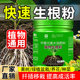 Rapid rooting powder, universal plant nutrient solution, fruit tree cuttings, transplanting rooting liquid, vegetable and flower fertilizer