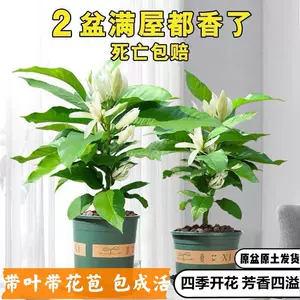 白玉兰花树 新人首单立减十元 22年2月 淘宝海外