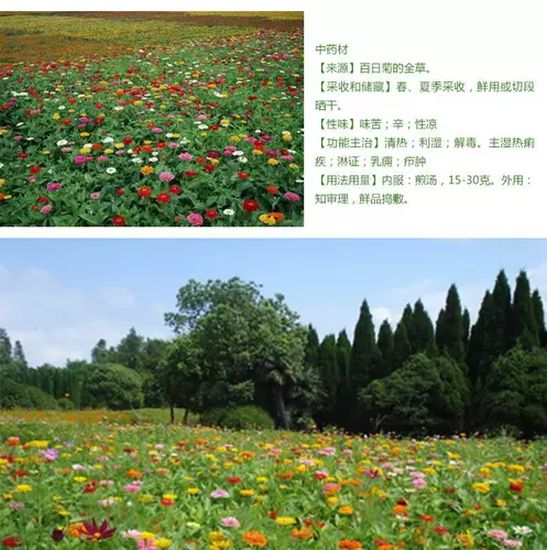 花海种子 新人首单立减十元 22年1月 淘宝海外