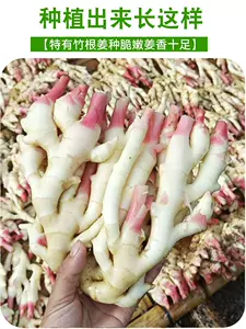 生姜种植苗 Top 52件生姜种植苗 22年11月更新 Taobao