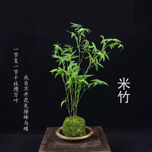 苔玉植物 新人首单立减十元 22年3月 淘宝海外