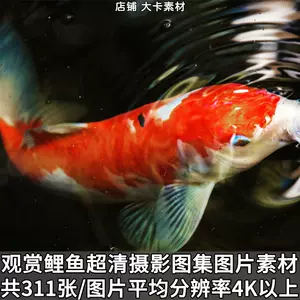 錦鯉魚壁紙 新人首單立減十元 22年11月 淘寶海外