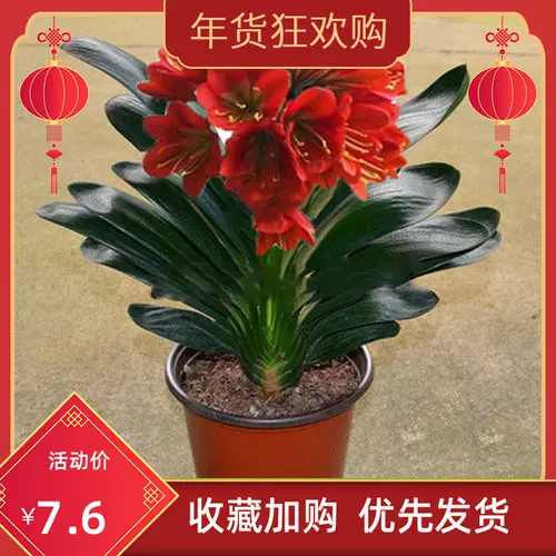 圓頭和尚君子蘭苗 新人首單立減十元 22年2月 淘寶海外