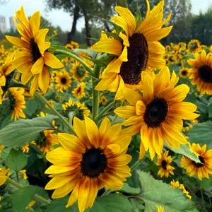 切花向日葵 新人首单立减十元 22年9月 淘宝海外