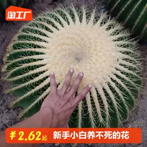 大号盆栽植物- Top 1000件大号盆栽植物- 2024年1月更新- Taobao