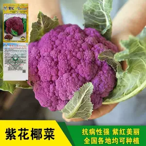 紫色花菜 新人首单立减十元 22年3月 淘宝海外