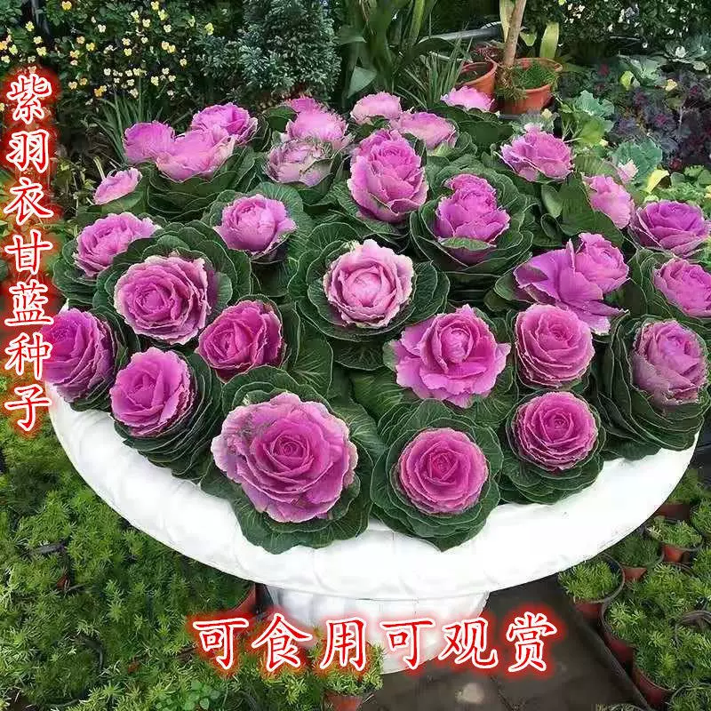 紫羽衣甘蓝种子花卉观赏食用紫色蔬菜籽四季播种阳台盆栽紫甘蓝