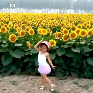 太阳花盆栽庭院 新人首单立减十元 22年3月 淘宝海外