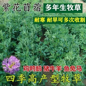 紫花苜蓿草种籽牧草种子 新人首单立减十元 22年2月 淘宝海外