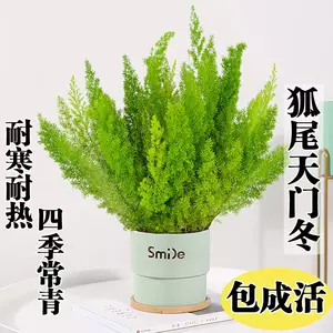 狐尾植物 Top 0件狐尾植物 22年11月更新 Taobao