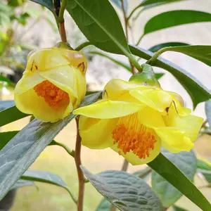 茶花树苗名贵正品 新人首单立减十元 22年3月 淘宝海外