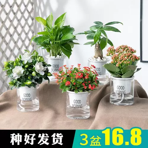 盆栽竹子花卉 新人首单立减十元 22年2月 淘宝海外