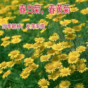 白菊花洋甘菊 新人首单立减十元 22年4月 淘宝海外