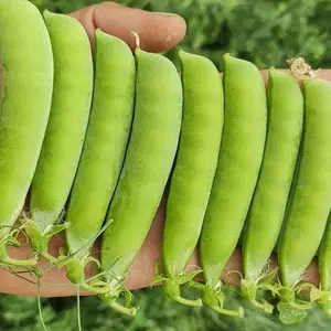 荷兰豆籽 新人首单立减十元 22年3月 淘宝海外