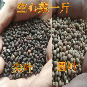 空芯菜 新人首单立减十元 22年2月 淘宝海外