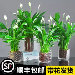 水养盆栽植物室内 新人首单立减十元 22年9月 淘宝海外