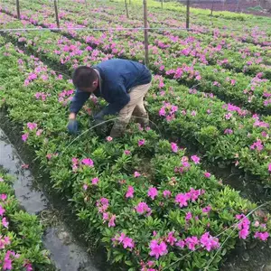 毛花坛 新人首单立减十元 22年7月 淘宝海外