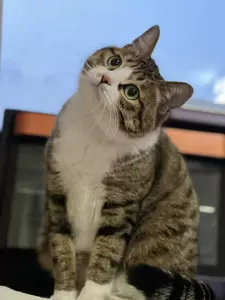 狸花猫宠物 新人首单立减十元 22年10月 淘宝海外