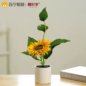 客厅盆栽太阳花 Top 100件客厅盆栽太阳花 22年12月更新 Taobao