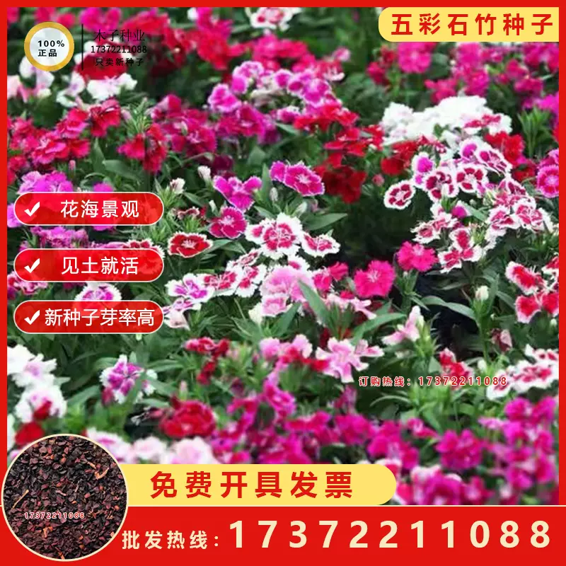 五彩石竹种子常夏美国石竹花种籽子四季播种开花混色室外阳台