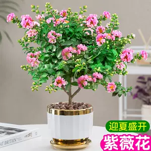 紫薇花盆栽室内 新人首单立减十元 22年7月 淘宝海外