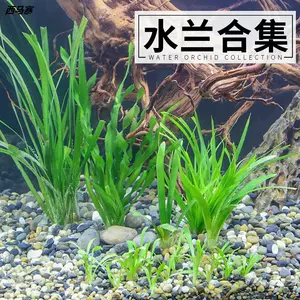 水草苦草 新人首单立减十元 22年9月 淘宝海外 水草苦草 新人首单立减十元 22年9月 淘宝海外