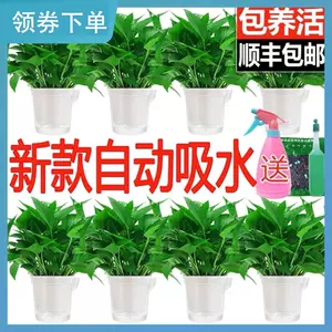适合室内水养的植物 新人首单立减十元 22年9月 淘宝海外