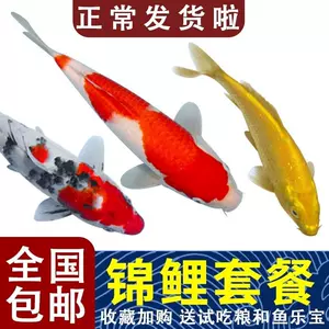 丹頂金魚 新人首單立減十元 22年8月 淘寶海外