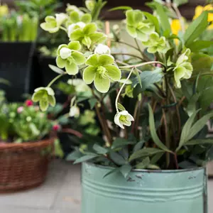 年生花种子 新人首单立减十元 22年6月 淘宝海外