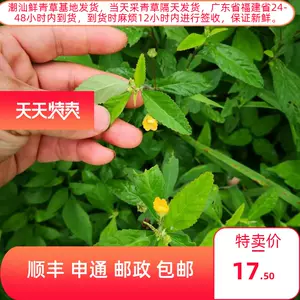 桃花母 新人首单立减十元 22年8月 淘宝海外