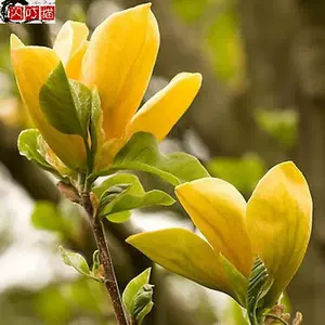 四季黄玉兰 新人首单立减十元 22年6月 淘宝海外