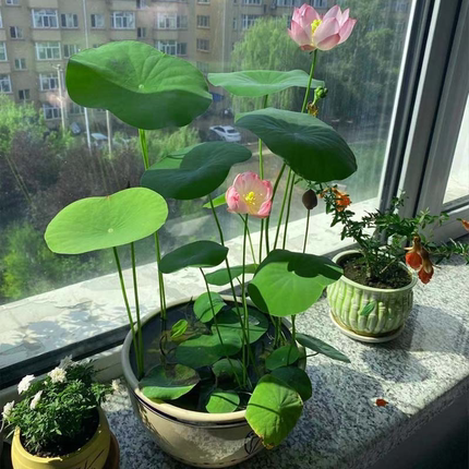 碗莲水培植物四季盆栽花卉室内四季开花花种子籽水养荷花种藕睡莲