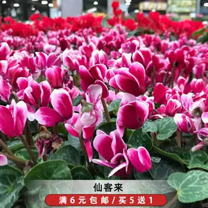仙客来盆栽 新人首单立减十元 22年8月 淘宝海外 仙客来盆栽 新人首单立减十元 22年8月 淘宝海外