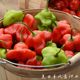Wind chime pepper seeds early ripening ornamental pepper bell pepper vegetable seeds sowing in the spring four seasons of the balcony potted vegetable seeds