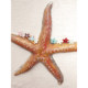 Tagi.<Tapi Star> Colorful bangs clip multi-color starfish headdress clip hair clip cute hair card