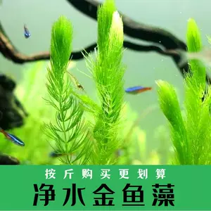 低温水草 新人首单立减十元 22年9月 淘宝海外