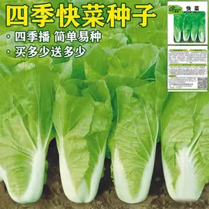 白菜花室内 新人首单立减十元 22年9月 淘宝海外