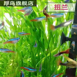 后景水草阴性 新人首单立减十元 22年8月 淘宝海外