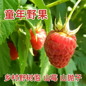 草莓树种子 Top 64件草莓树种子 22年12月更新 Taobao