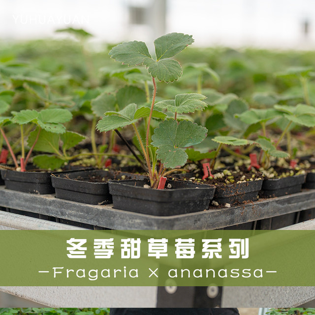 Craftsman Feiyu strawberry seedling variety version Zhangji Hongyan Xiangye Xuanyu true red Meiling sweet strawberry potted plant