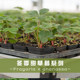 Craftsman Feiyu strawberry seedling variety version Zhangji Hongyan Xiangye Xuanyu true red Meiling sweet strawberry potted plant
