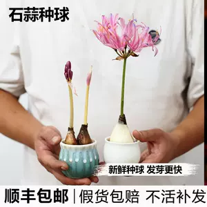 盆栽植物彼岸花- Top 100件盆栽植物彼岸花- 2023年10月更新- Taobao