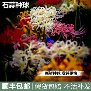 曼珠沙華彼岸花1000球-