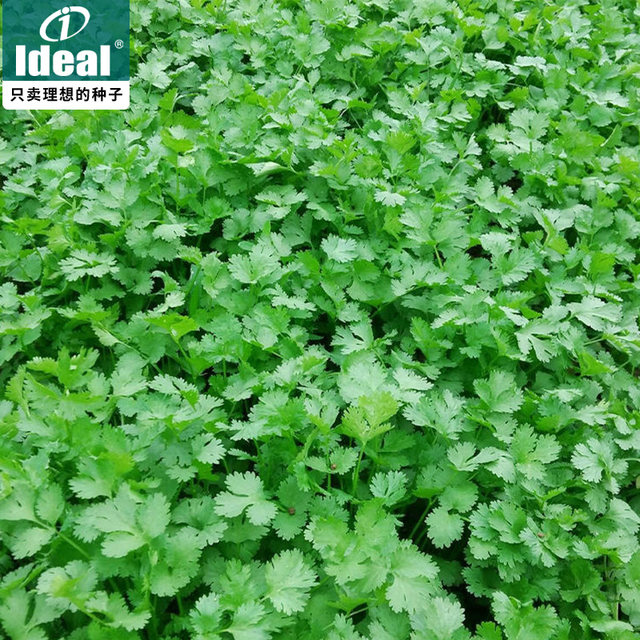 Four seasons coriander seeds, large leaves, coriander seeds, old varieties of farmhouses, fast-growing, heat-resistant coriander seeds, vegetable seeds

