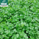 Four seasons coriander seeds, large leaves, coriander seeds, old varieties of farmhouses, fast-growing, heat-resistant coriander seeds, vegetable seeds
