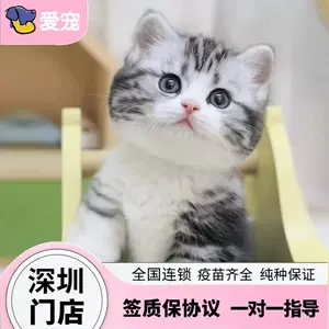 白猫宠物猫- Top 100件白猫宠物猫- 2023年5月更新- Taobao
