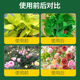 Home gardening ferrous sulfate water-soluble acid fertilizer yellow leaf general gardenia plant flower special flower fertilizer