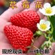 Four-season strawberry seedlings, creamy red strawberry seedlings, greenhouse planting strawberry potted plants, new seedlings with soil and fruit seedlings in the same year